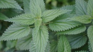 Detailed photograph of vibrant green stinging nettle leaves in an outdoor setting.