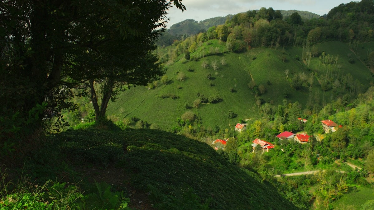 Some cozy houses on the hills of tea farms in Lahijan